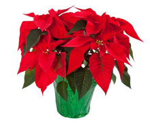 Surprising Holiday Hazards