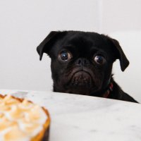 Why Babies and Pets Don't Always Mix